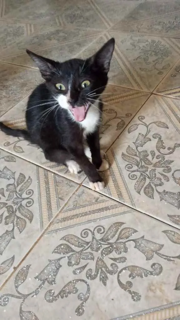 Gato raça Srd idade 2 a 6 meses nome Castrados