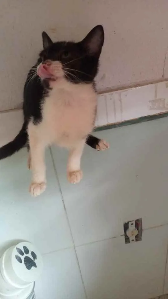 Gato raça Srd idade 2 a 6 meses nome Castrados