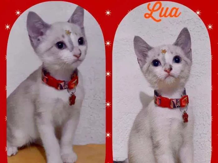 Gato raça SRD  idade 2 a 6 meses nome Lua 