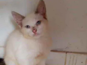 Gato raça Srd idade 2 a 6 meses nome Castrados