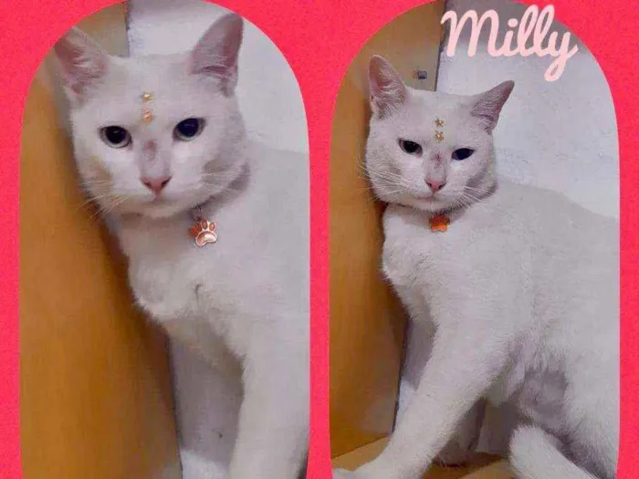 Gato raça SRD  idade 2 anos nome Milly 