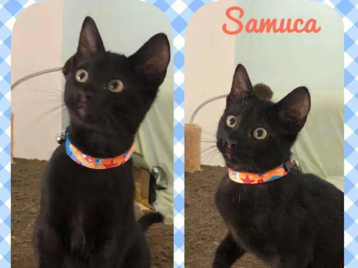 Gato raça SRD  idade 2 a 6 meses nome Samuca 