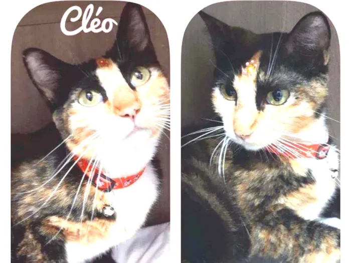 Cléo 