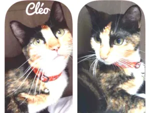 Gato raça SRD  idade 1 ano nome Cléo 