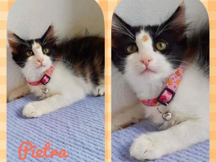 Gato raça SRD  idade 2 a 6 meses nome Pietra 
