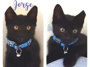 Gato raça SRD  idade 2 a 6 meses nome Jorge 
