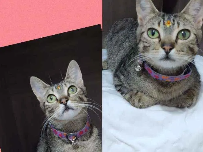 Gato raça SRD  idade 1 ano nome Dara 