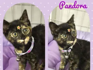 Gato raça SRD  idade 2 a 6 meses nome Pandora 
