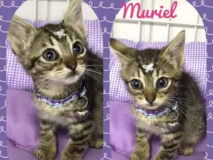 Gato raça SRD  idade 2 a 6 meses nome Muriel 