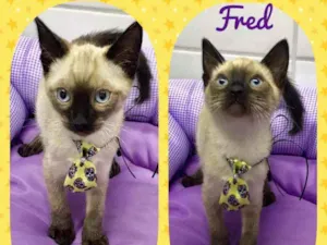 Gato raça SRD  idade 2 a 6 meses nome Fred 