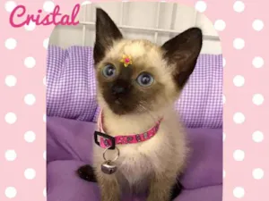 Gato raça SRD  idade 2 a 6 meses nome Cristal 