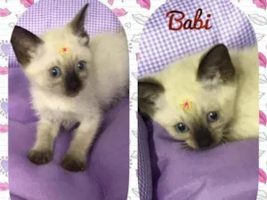 Gato raça SRD  idade 2 a 6 meses nome Babi 
