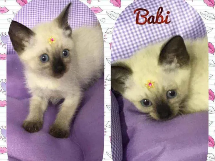 Gato raça SRD  idade 2 a 6 meses nome Babi 
