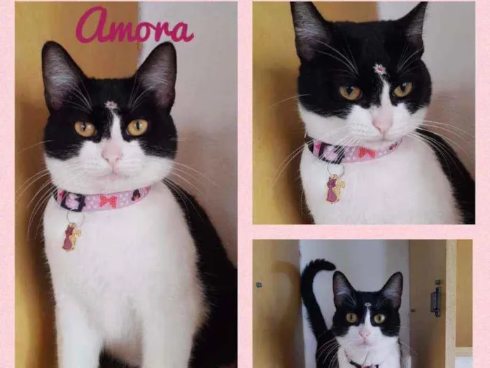 Gato raça SRD  idade 1 ano nome Amora 