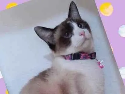 Gato raça SRD  idade 2 anos nome Jessie 