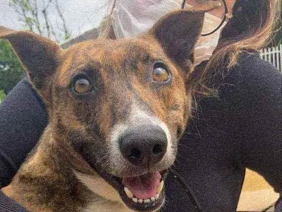 Cachorro ra a Vira lata  idade 5 anos nome Charlote