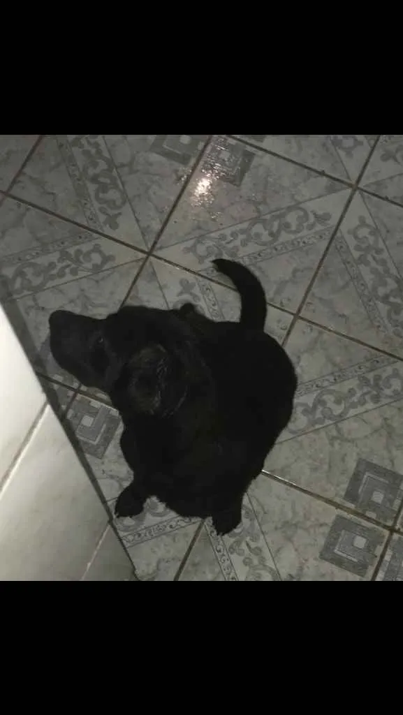 Cachorro ra a Labradora  idade 7 a 11 meses nome Pandora 