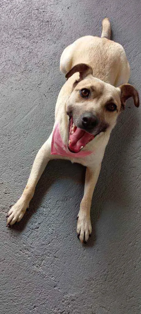 Cachorro raça Vira latas idade 2 anos nome Nina