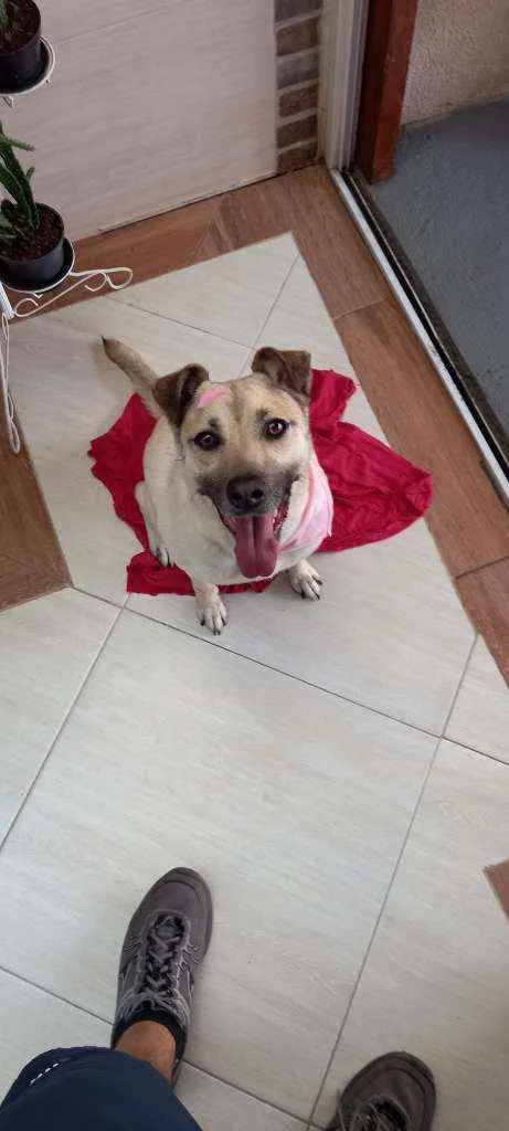 Cachorro raça Vira latas idade 2 anos nome Nina