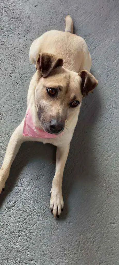 Cachorro raça Vira latas idade 2 anos nome Nina