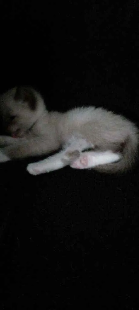 Gato ra a Siamês idade Abaixo de 2 meses nome Sem nome