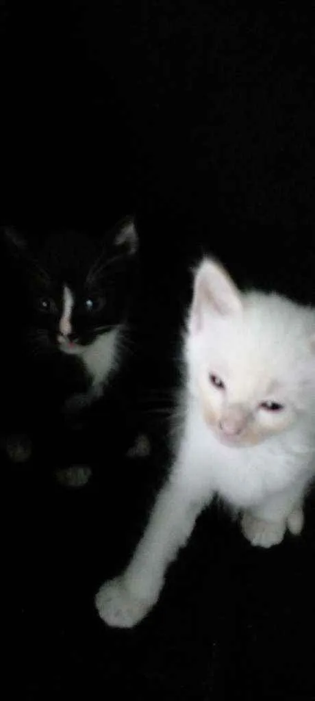 Gato ra a Siamês idade Abaixo de 2 meses nome Sem nome