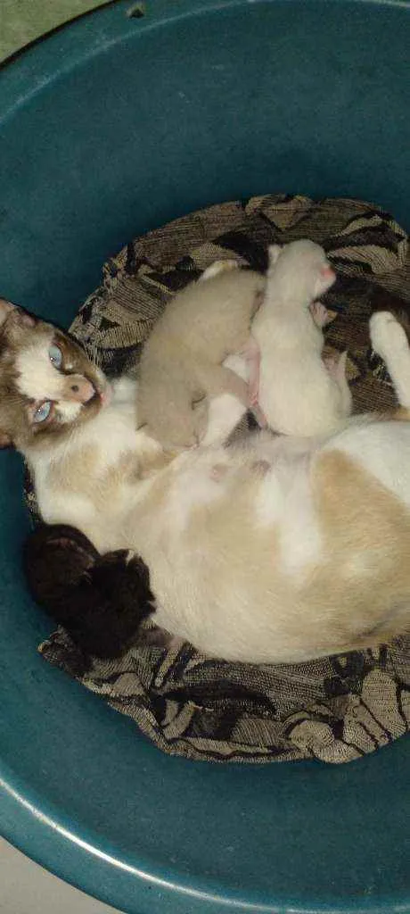 Gato ra a Siamês idade Abaixo de 2 meses nome Sem nome