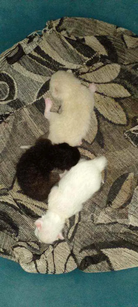 Gato ra a Siamês idade Abaixo de 2 meses nome Sem nome
