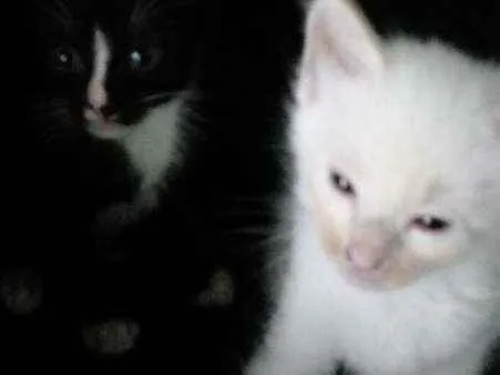 Gato ra a Siamês idade Abaixo de 2 meses nome Sem nome