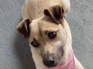 Cachorro raça Vira latas idade 2 anos nome Nina