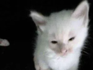 Gato raça Siamês idade Abaixo de 2 meses nome Sem nome