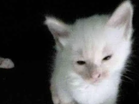 Gato ra a Siamês idade Abaixo de 2 meses nome Sem nome
