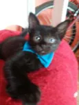 Felix