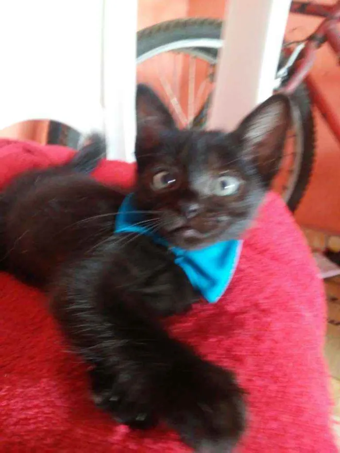 Gato ra a Comum idade 2 a 6 meses nome Felix