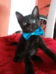 Felix