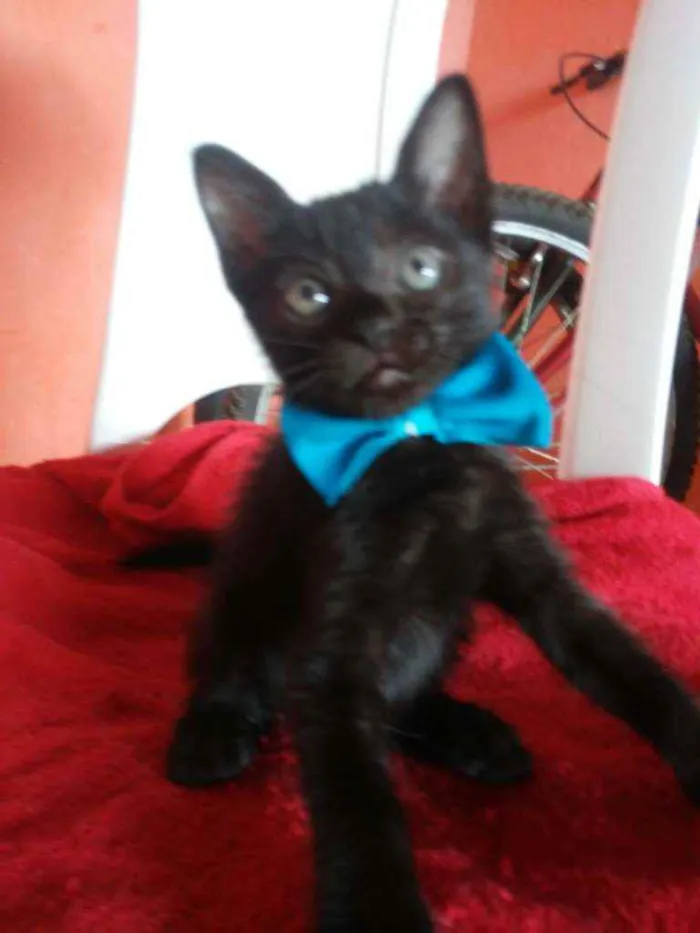 Gato ra a Comum idade 2 a 6 meses nome Felix