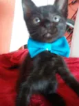Felix