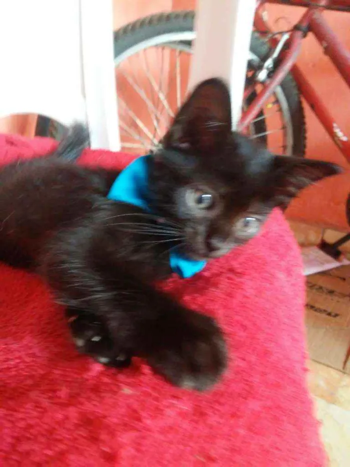 Gato ra a Comum idade 2 a 6 meses nome Felix