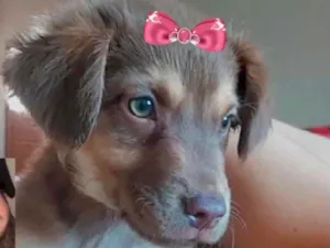 Cachorro raça Mestiça  idade 7 a 11 meses nome Suzy 