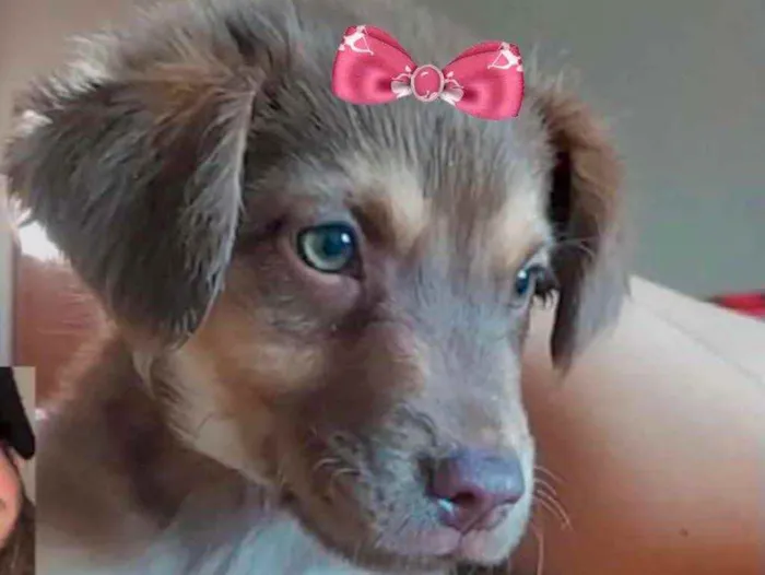 Cachorro ra a Mestiça  idade 7 a 11 meses nome Suzy 