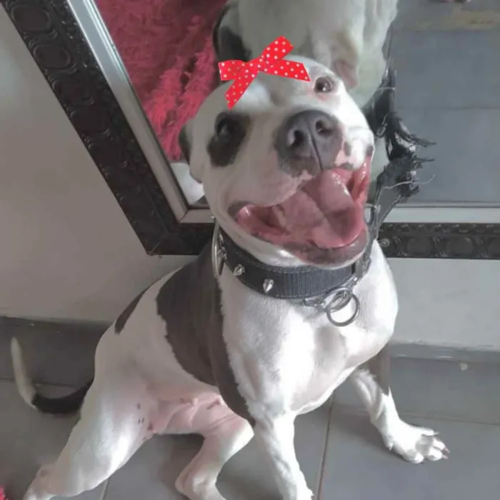 Cachorro ra a Pitbull  idade 1 ano nome Mel 