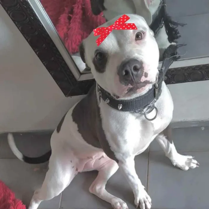Cachorro ra a Pitbull  idade 1 ano nome Mel 