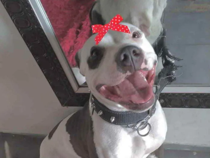 Cachorro ra a Pitbull  idade 1 ano nome Mel 