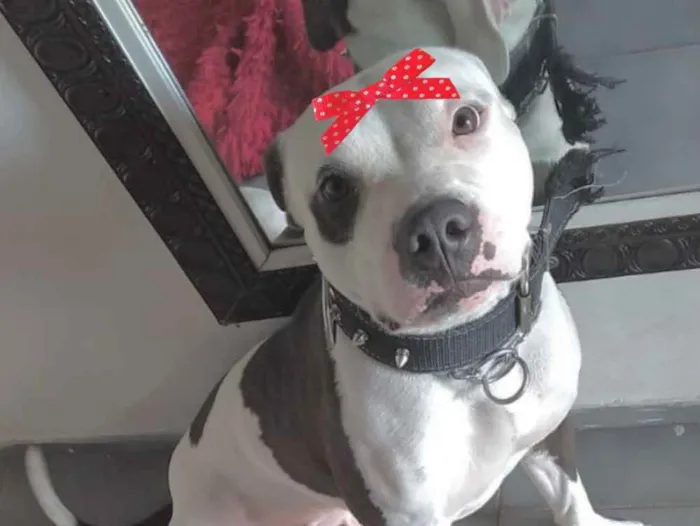 Cachorro ra a Pitbull  idade 1 ano nome Mel 