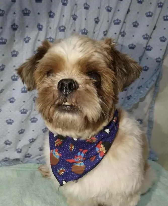 Cachorro ra a Mestiço  idade 3 anos nome Júnior 