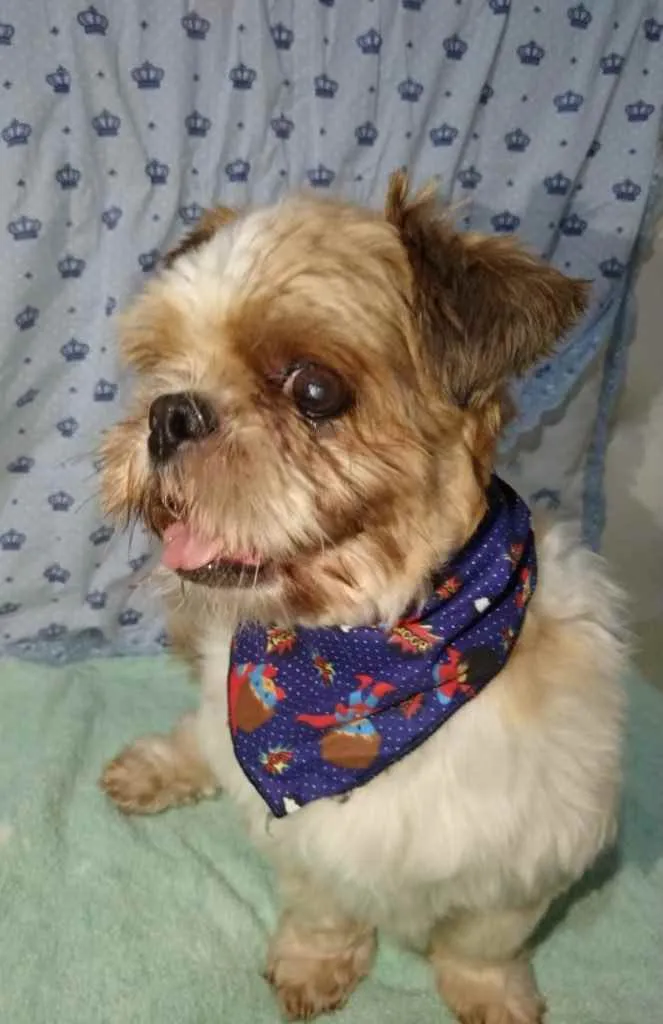 Cachorro ra a Mestiço  idade 3 anos nome Júnior 