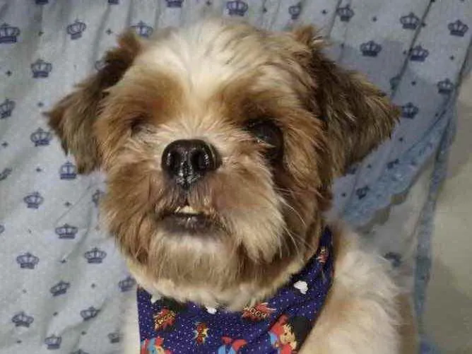 Cachorro ra a Mestiço  idade 3 anos nome Júnior 