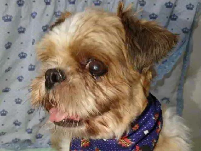 Cachorro ra a Mestiço  idade 3 anos nome Júnior 
