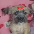 Mel 