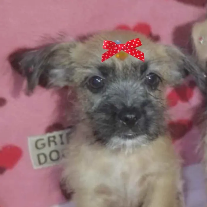 Cachorro ra a Mestiça  idade 2 a 6 meses nome Mel 